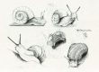 5 Skizzen einer Weinbergschnecke aus meinem Skizzenbuch