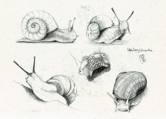 5 Skizzen einer Weinbergschnecke aus meinem Skizzenbuch