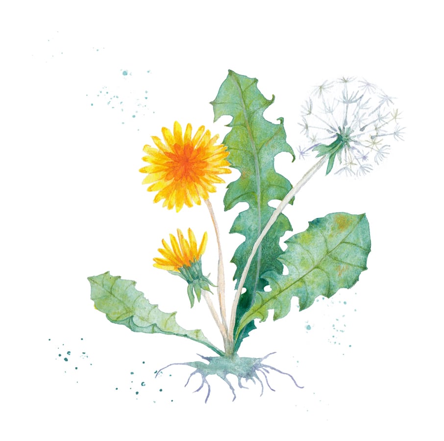 Illustration von Löwenzahn.