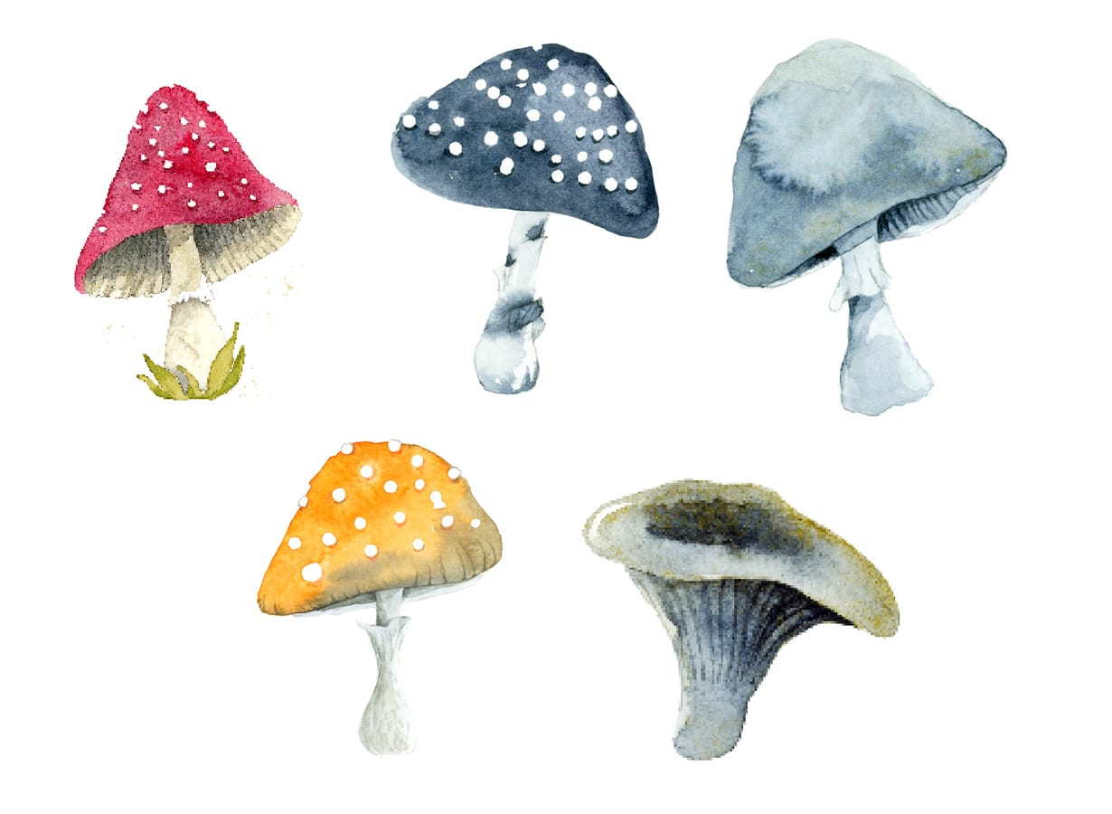 Illustration von Pilzen.